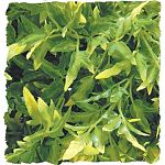 Create your own jungle! Your reptile will never know the difference. These natural bush plants provide hiding and resting places for all types of reptiles and amphibians. 3 sizes available.