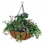 Display your beautiful hanging plants and flowers with this English style hanging basket by Gardman. A molded coco liner helps to keep the dirt and flowers inside while giving this basket a natural look. Available in a variety of sizes.     Complete