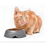 The Ultra Lightweight Pet Dish makes a great dish for your pet s food and water. Every dish is made with Microban antimicrobial that helps to resist bacteria. The sleek and modern design fits in well with any decor. Made in the USA!