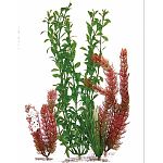 Water Wonders Four Plant Assortments offers you various combinations of aquarium plants for your aquarium. Makes choosing plants for your aquarium easy and quick. Plants are designed to easily connect to the Water Wonders ornaments.